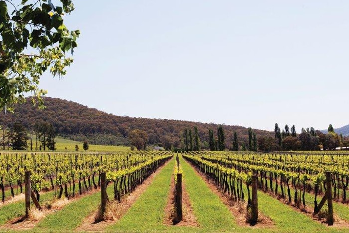 A vineyard at Symphonia Wines in the King Valley of Victoria.