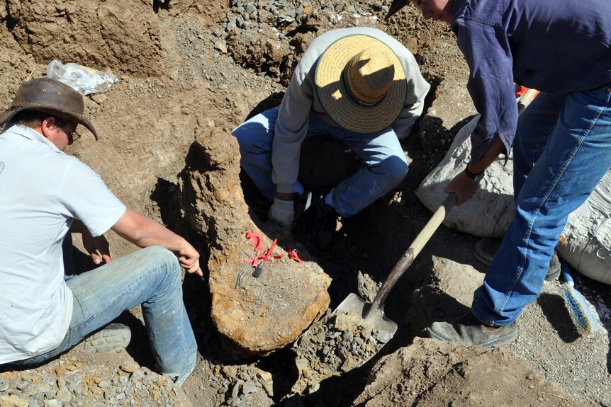 A tibia from a dinosaur was uncovered with other fossils at Winton in western Queensland.