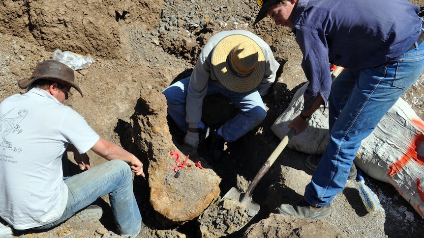 A tibia from a dinosaur was uncovered with other fossils at Winton in western Queensland.