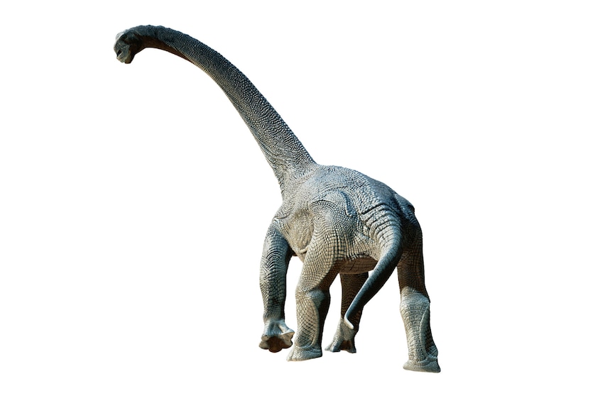 A longneck sauropod dinosaur on a white background. 