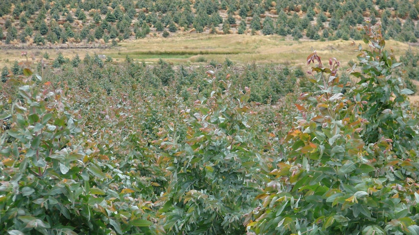 Tree plantation Central Midlands, Tasmania