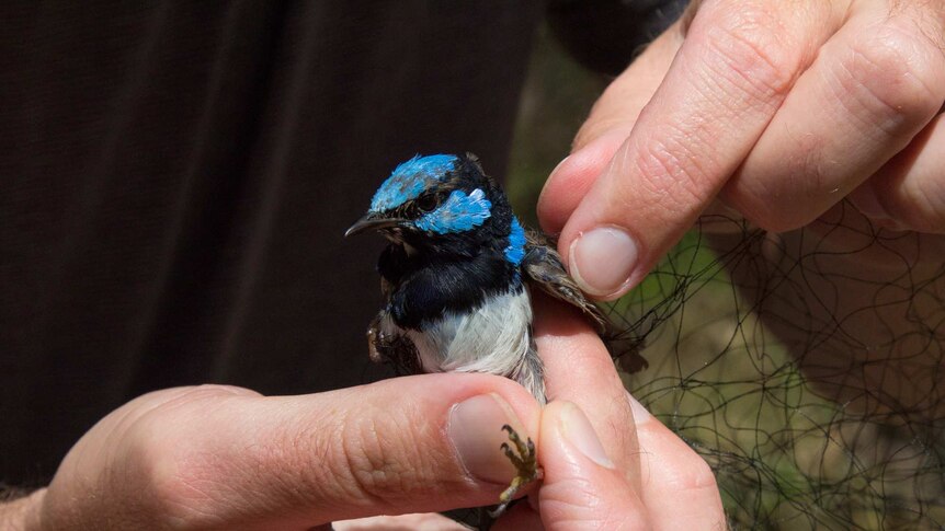 An adult male superb fairy wren caught in a misting net
