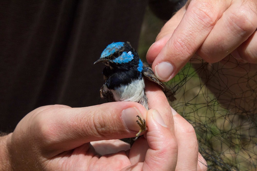An adult male superb fairy wren caught in a misting net