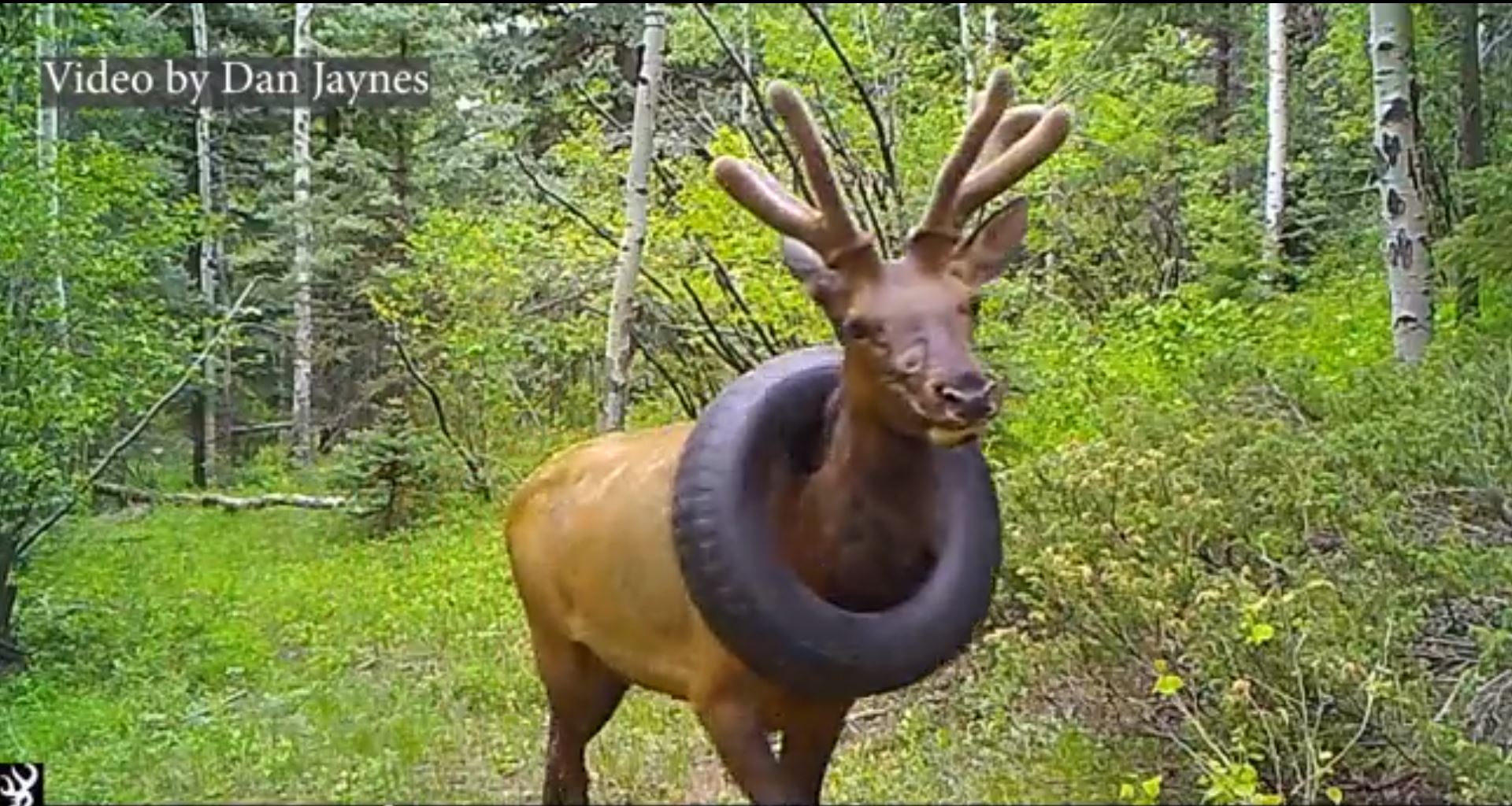 Colorado Wildlife Officers Complete Two-year Quest To Remove Tyre From ...