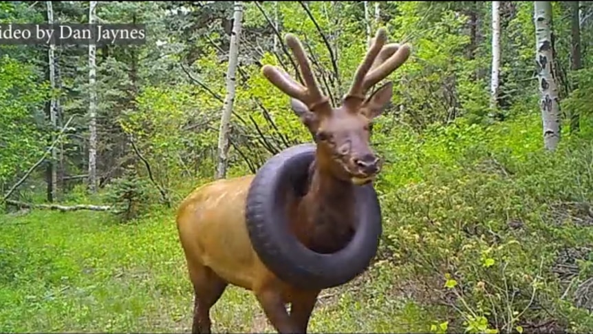 An Elk with a tire around its neck.