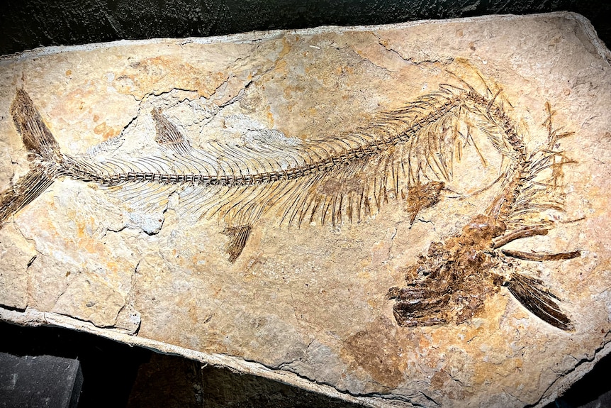a large fish fossil