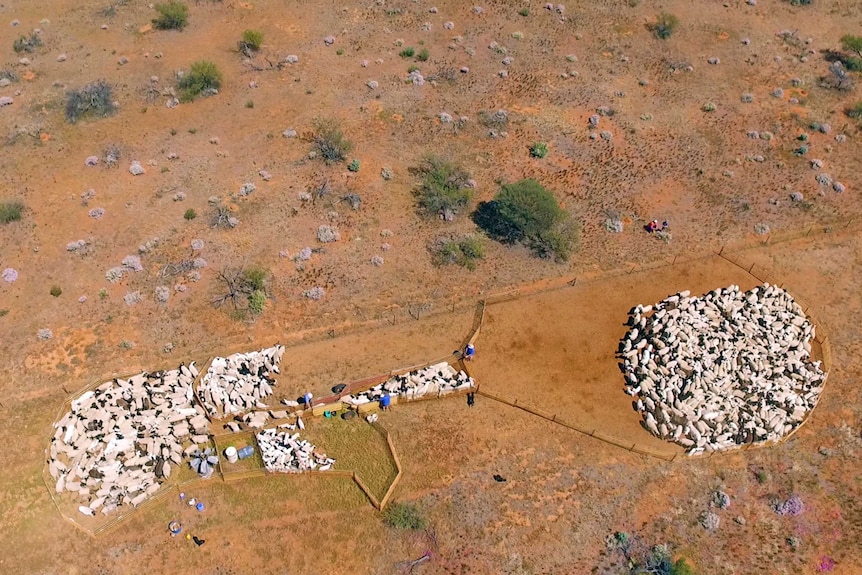 A ringlock fence in the outback