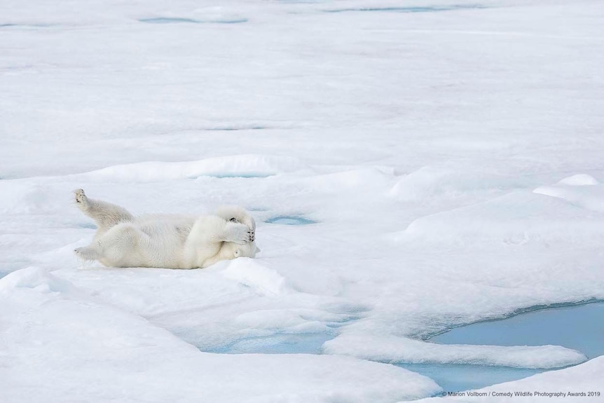 A polar bear lies in the show with its paws over its face.