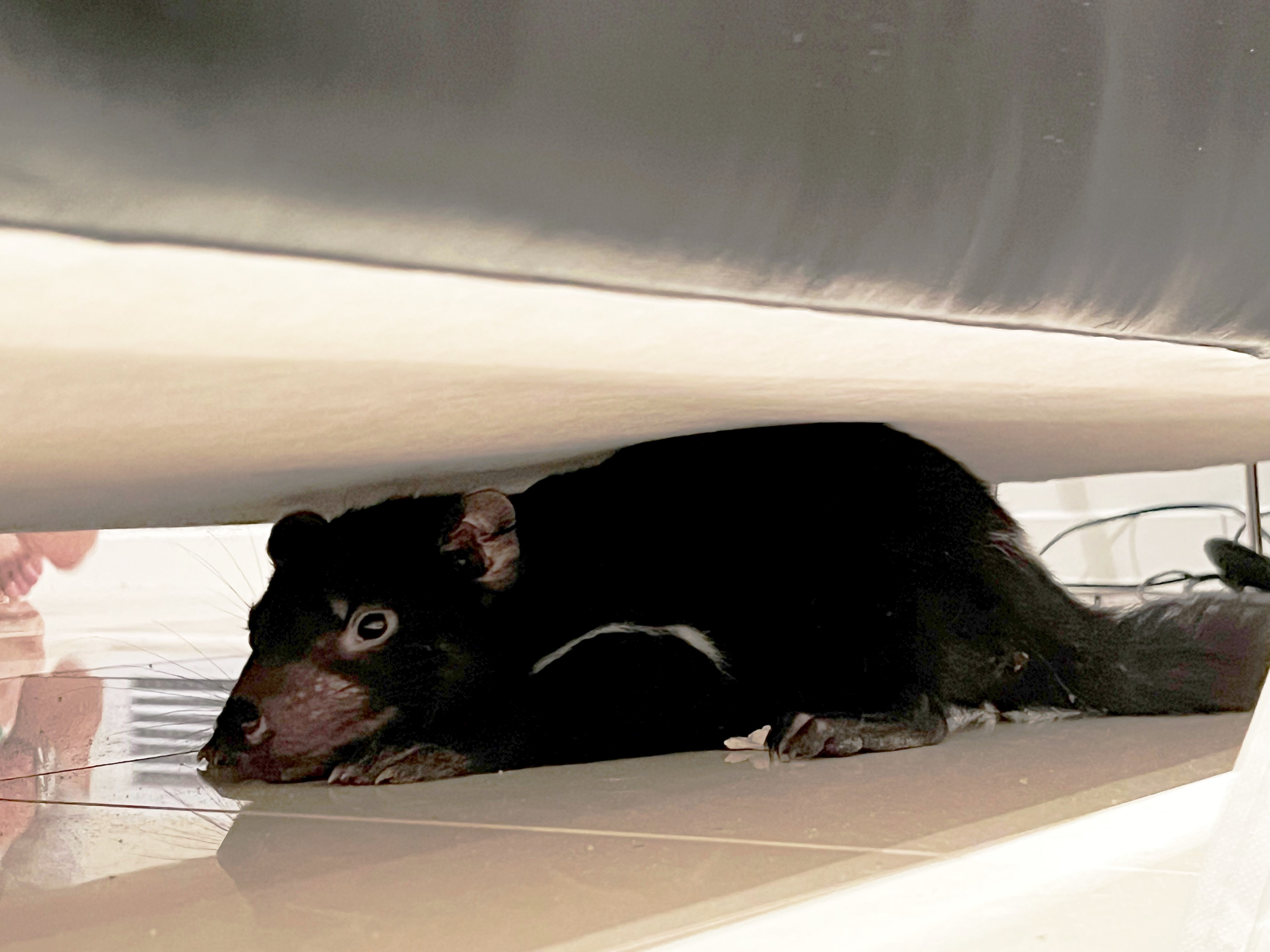 Tasmanian devil hides under couch.