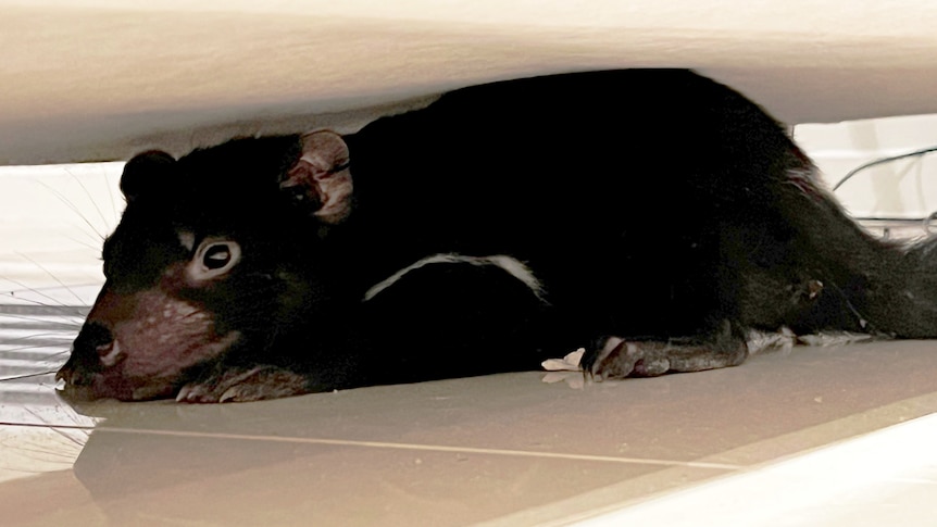 Tasmanian devil hides under couch.