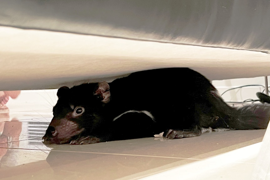 Tasmanian devil hides under couch.
