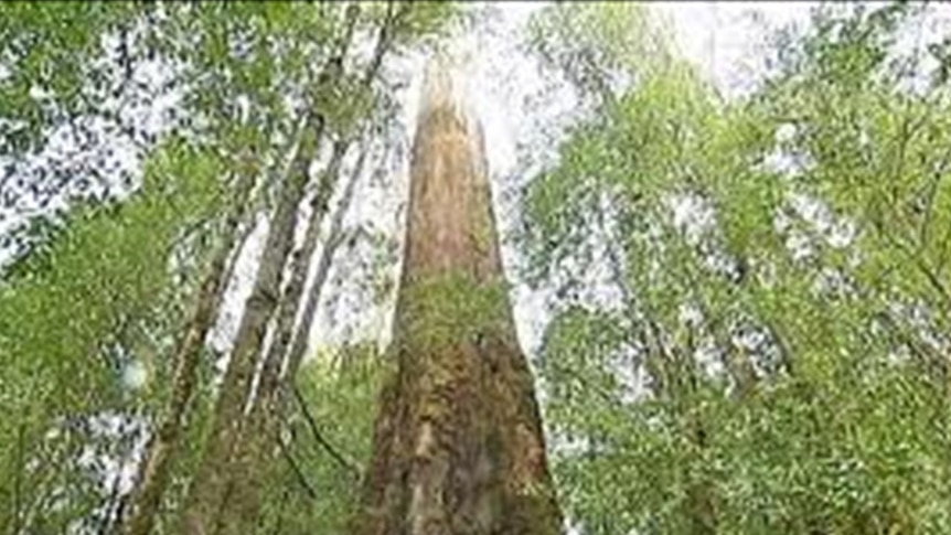 A Tasmanian forest