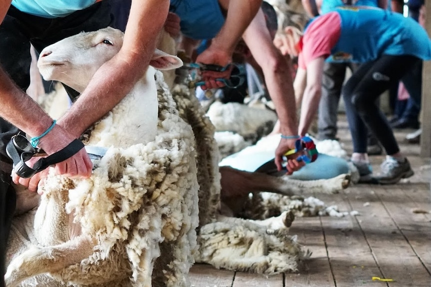 Shearers use blades to shear sheep