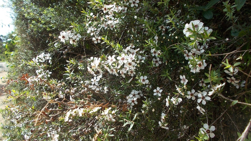 The pretty white flowers of the Manuka Honey tree in New Zealand