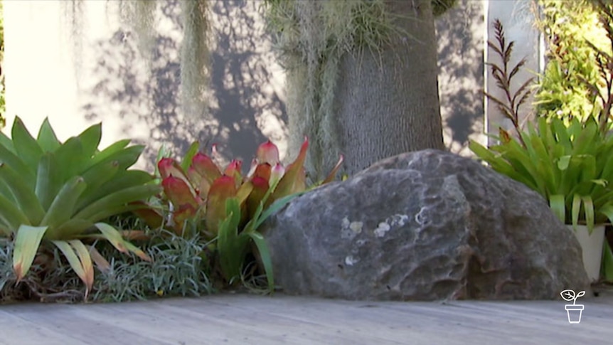 Outdoor timber decking with succulent plants and a large rock