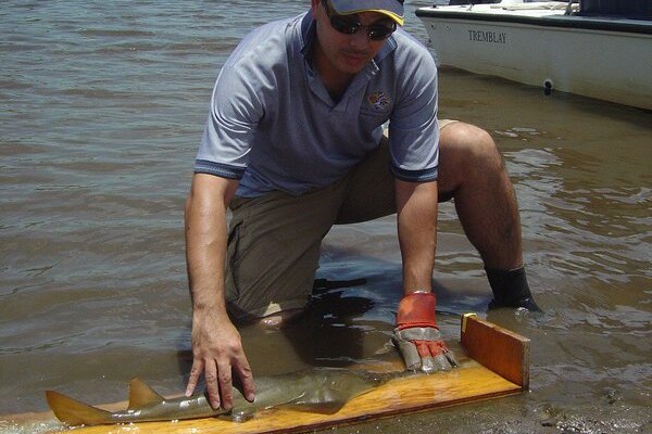 researcher measures a small sawfish in dirty water on wooden measuring template