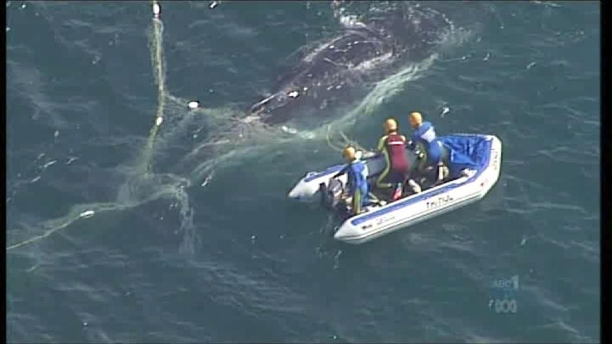 The eight-metre humpback swam into a net off Coolangatta Beach.