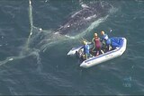 The eight-metre humpback swam into a net off Coolangatta Beach.