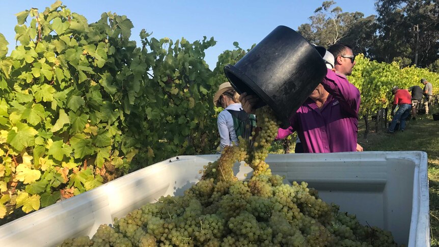 Harvesting grapes at Moores Hill winery