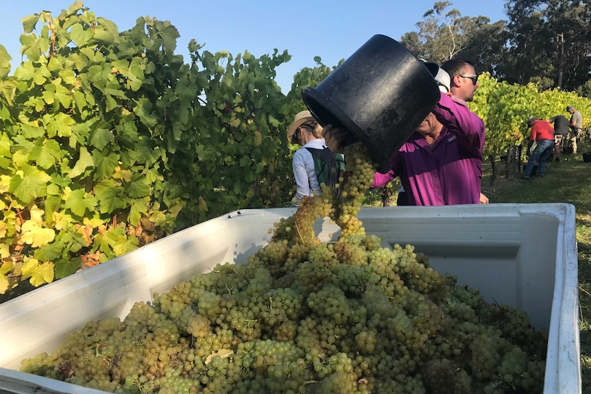 Harvesting grapes at Moores Hill winery