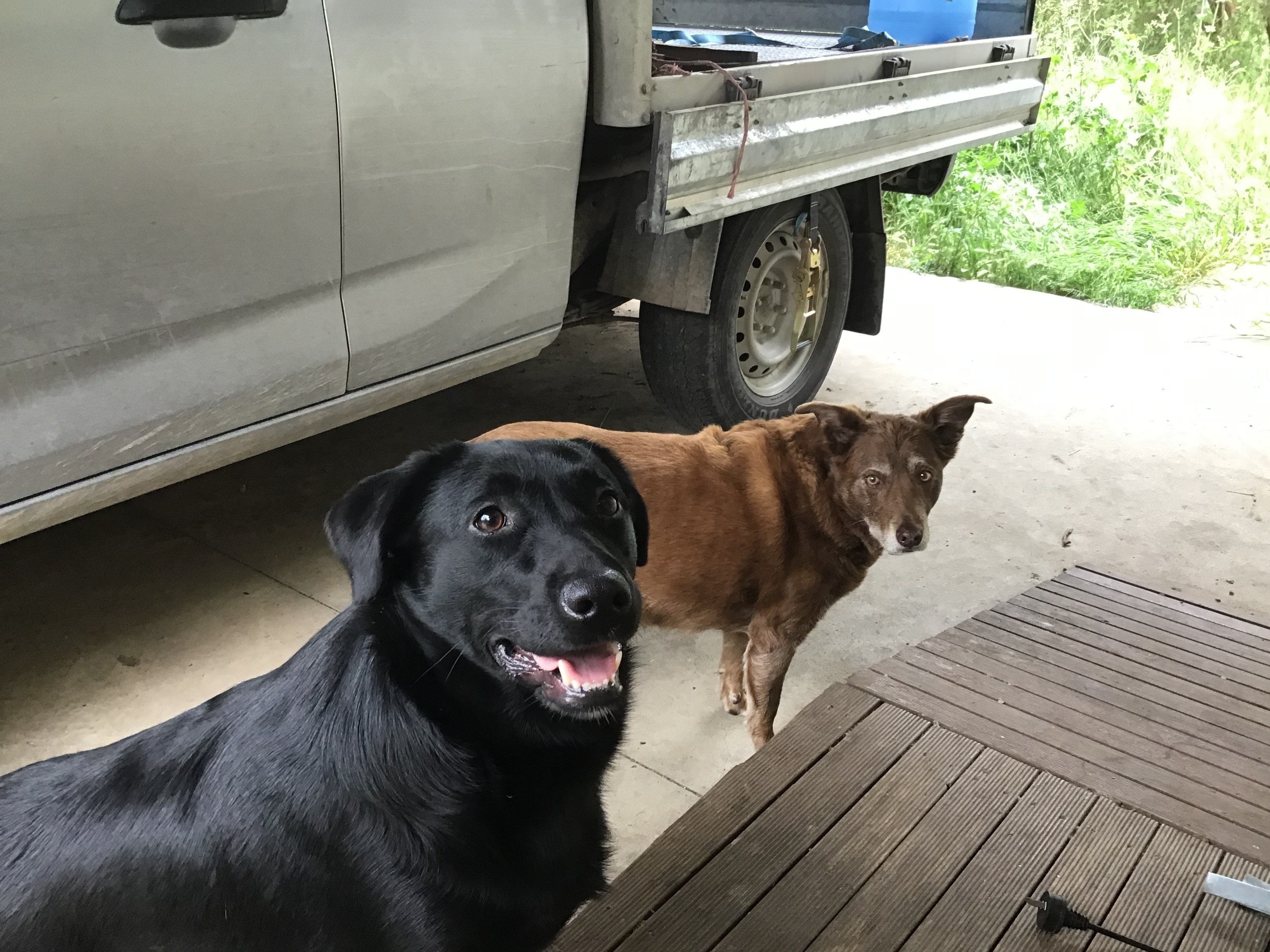 A house fire cost Patrick and Susan everything, including their two dogs