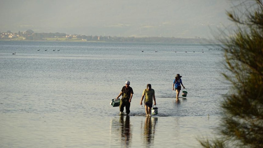 People carrying buckets of cockles head back to shore as the sun sets over Lake Illawarra