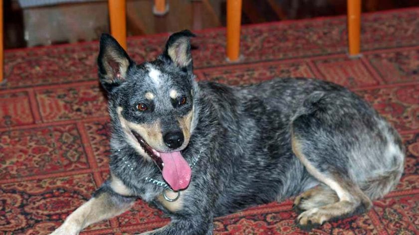 Photo of cattle dog named Sophie Tucker who has been reunited with her owners