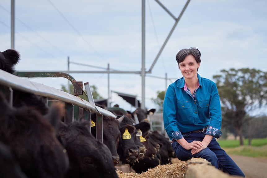 A woman in a blue shirts sits beside black cattle eating hay.