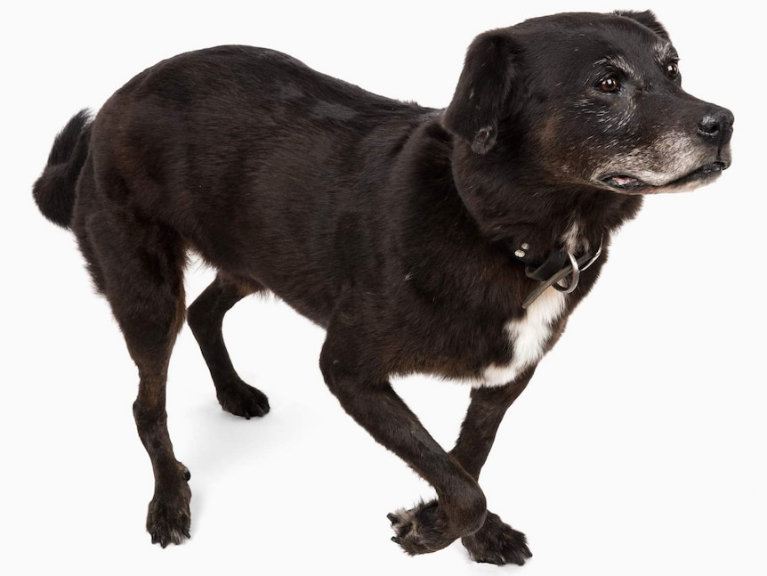 Sarbi the explosive detection dog preserved at the Australian War Memorial.