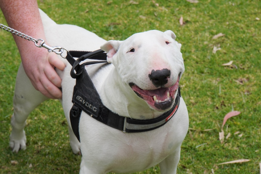 A photo of Maggie, a white Bull Terrier with a black lead 