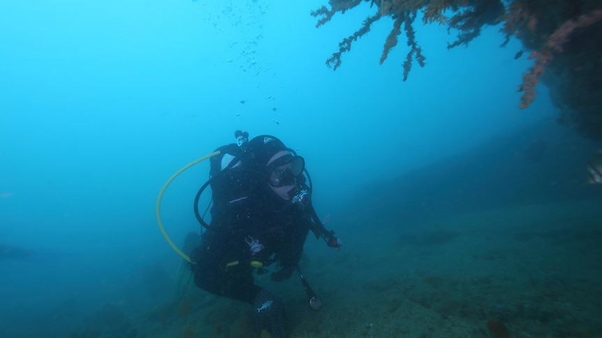 Flinders Maritime Archaeology student Jerem Leach is pictured underwater diving to investigate.