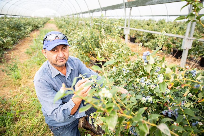 Man holds branch with blueberries on it. 