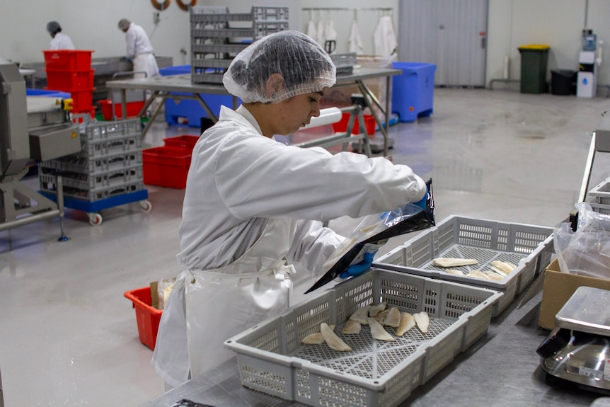 a woman in a white shirt and hairnet packaging fish.