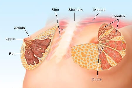 An anatomical image of female breasts