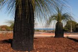 Two grass trees with wood chip mulch.