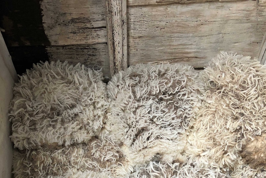 Shorn sheep fleeces piled up in a wooden vat.