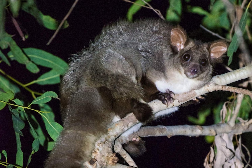 A northern greater glider perched on a leafy branch at night time.