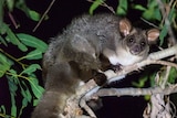 A northern greater glider perched on a leafy branch at night time.