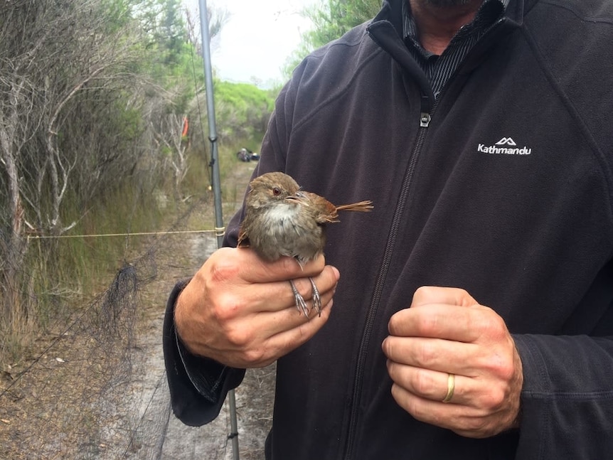 A small brown bird sits in a person's hand. The bird is very cute.