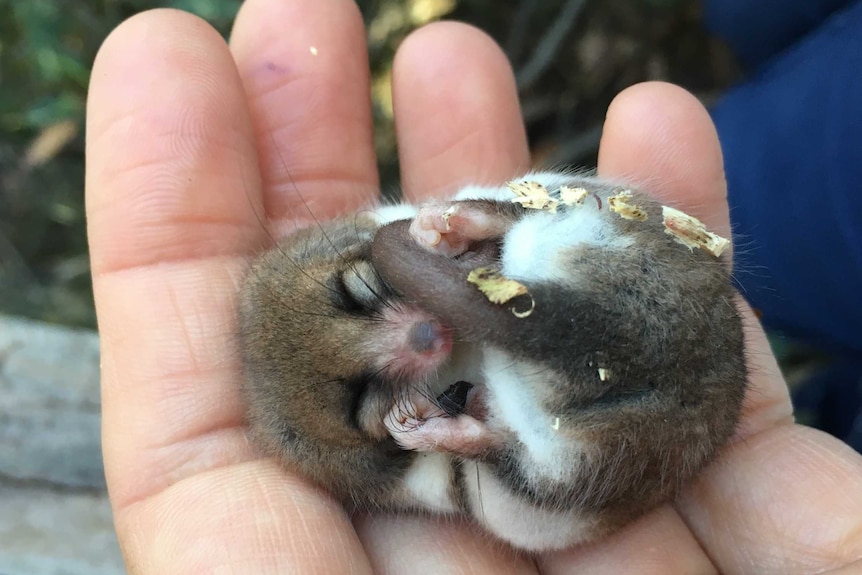 A tiny possum on someone's hand rolled into a ball asleep