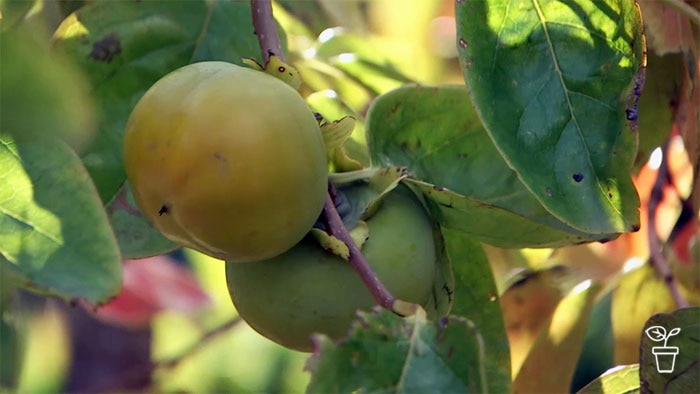 Persimmon fruit growing on a tree