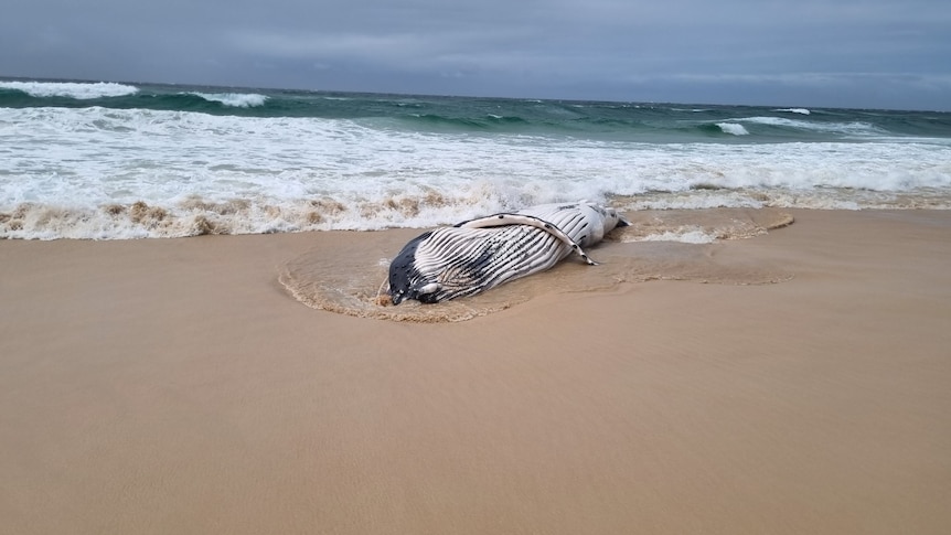 A young whale lies dead on the edge of the water on a beach.