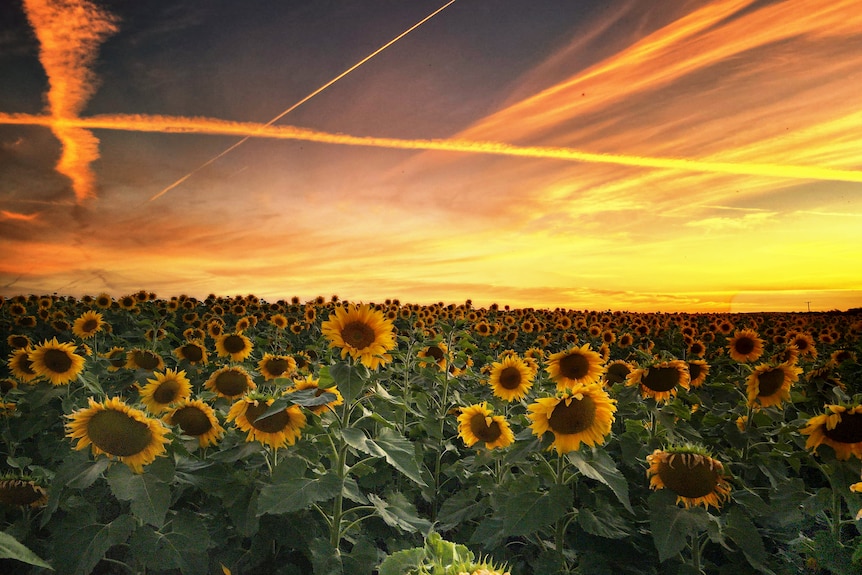 vapour trail lines in the sky over sunflowers