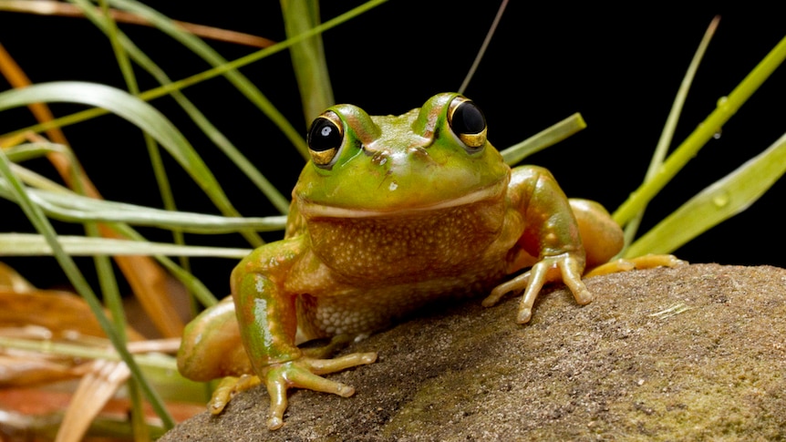 A green frog with large black eyes sits on top of a rock.