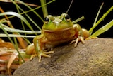 A green frog with large black eyes sits on top of a rock.