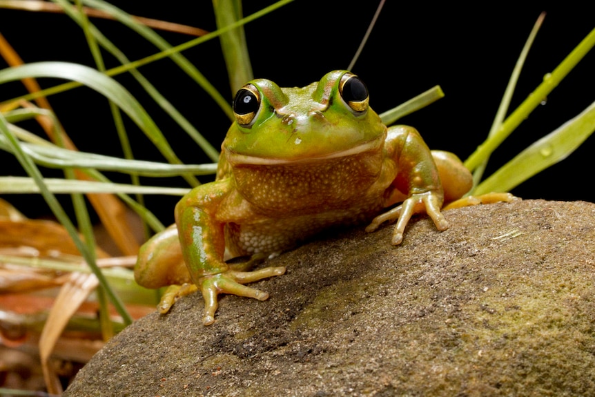 A green frog with large black eyes sits on top of a rock.