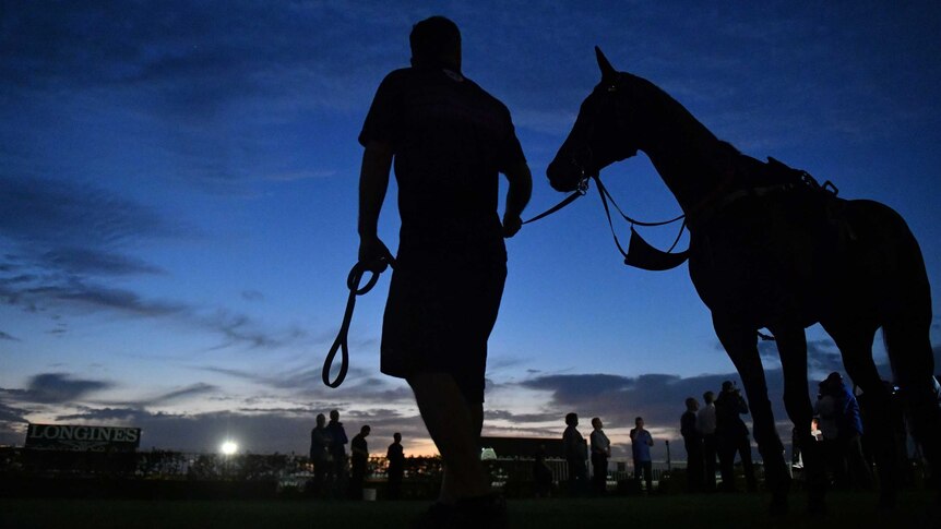 Winx during trackwork at Rosehill Gardens in Sydney.