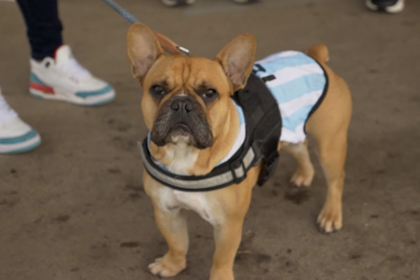 A small dog wearing a blue and white Argentina football jersey.