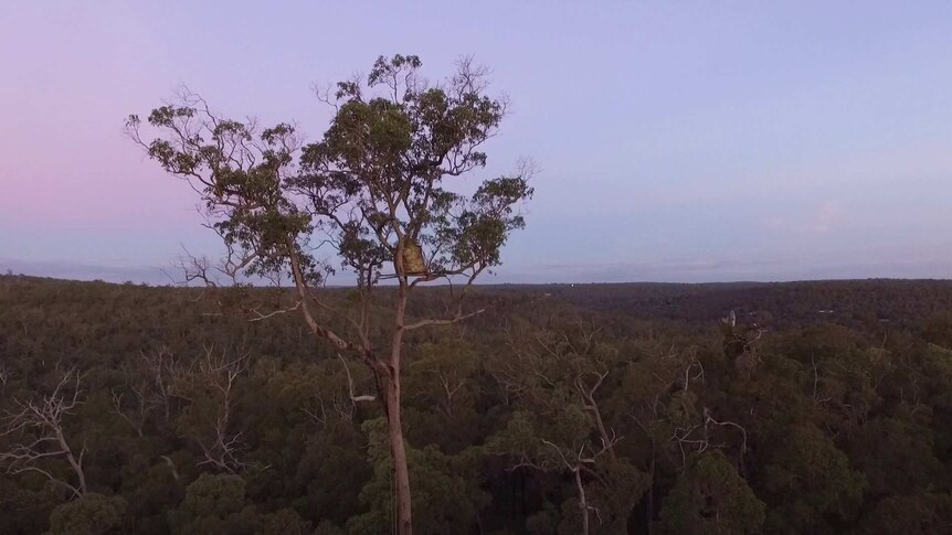 A wedge-tailed eagle nest in the Perth Hills