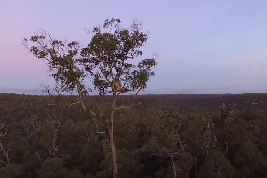 A wedge-tailed eagle nest in the Perth Hills